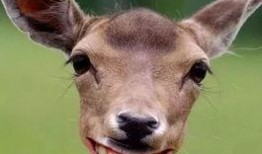 小鹿早期爆料图片高清视频,高清图片与视频揭秘幕后精彩瞬间